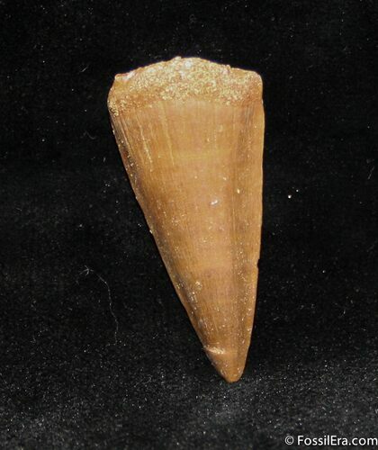 Inch Mosasaurus Tooth #1110